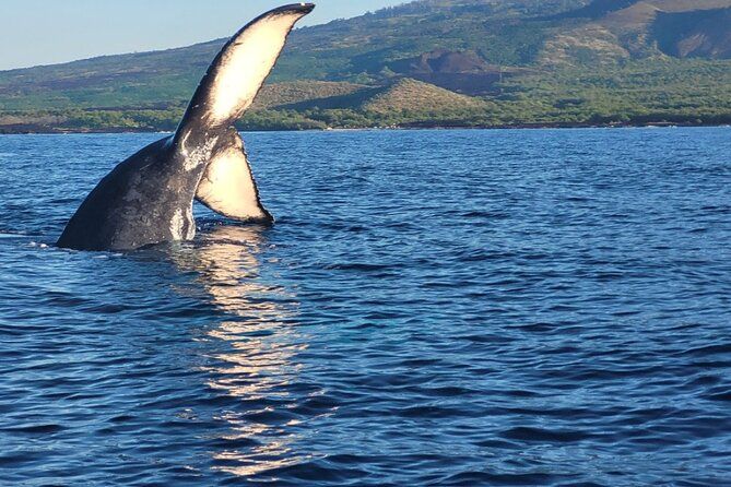 The Best 7 am 1.5 Hour Whale Watching Tour