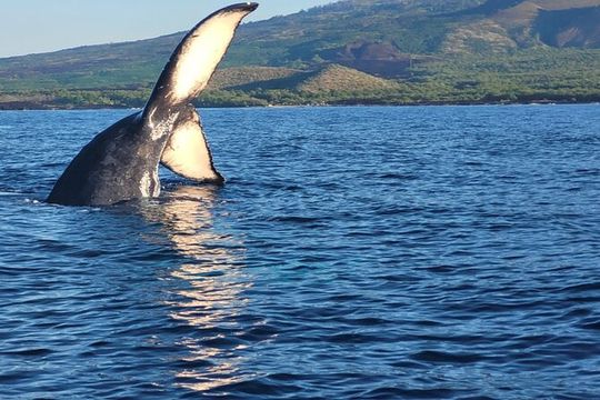 The Best 8 am 1.5 Hour Whale Watching Tour