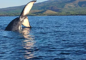 The Best 8 am 1.5 Hour Whale Watching Tour