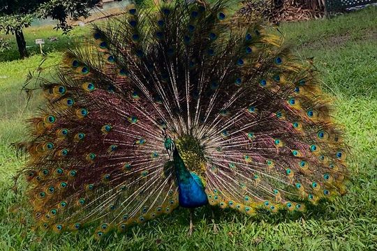 Hampden Rum Factory Tour With French Guide