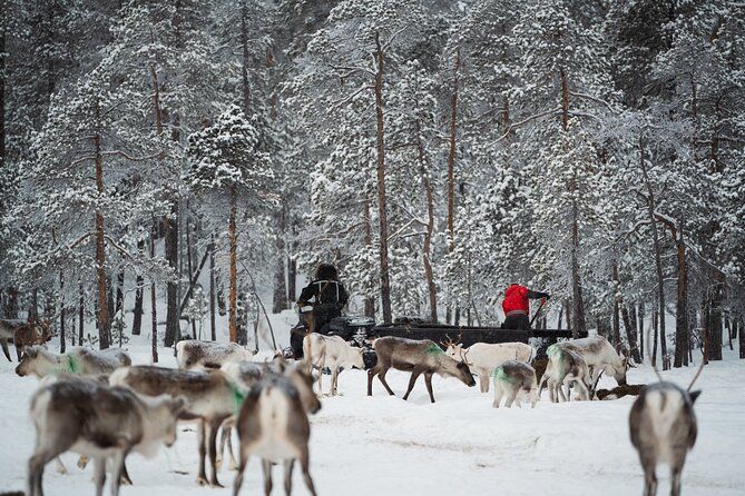Ivalo: Reindeer herd and fishing experience
