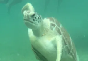 Private VW Beetle Tour Swim with Turtles, Visit Tulum Ruins&Town