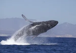 4-Hour Whale Watching Cruise in Puerto Vallarta