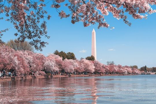 Tidal Basin Walking Tour of Thomas Jefferson FDR, MLK Memorials