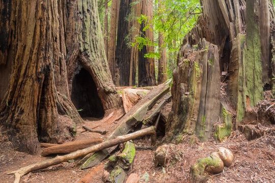 Muir Woods Self-Guided Driving and Walking Audio Tour