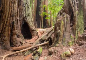Muir Woods Self-Guided Driving and Walking Audio Tour