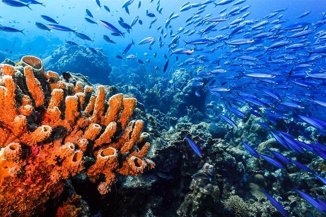 Private Aquafari Tour in Curaçao from Willemstad