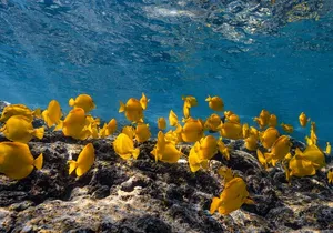 Private Kealakekua Bay Snorkel + Dolphin Watch