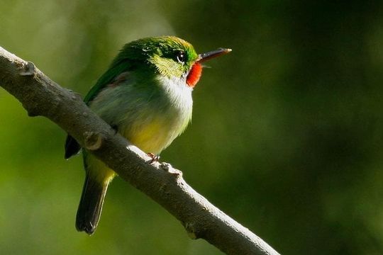 Rocklands Bird Sanctuary & City Highlights plus Shopping from Montego Bay