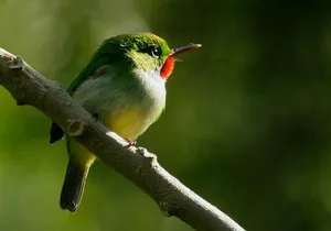 Rocklands Bird Sanctuary & City Highlights plus Shopping from Montego Bay