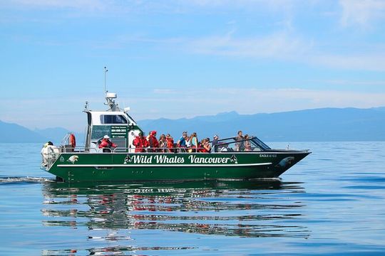 Wild Whale Watching Experience - Open Air Vessel