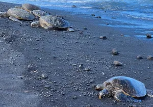 Private Big Island: Volcano, Waterfalls & Coffee Full-Day Tour