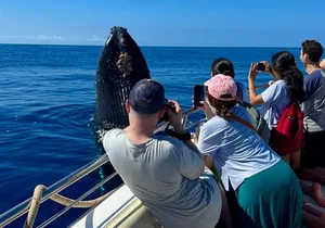 Maui Mid Day Magic Whale Watch