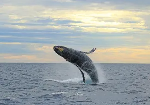Whale-Watching Discovery Cruise with Brunch or Dinner