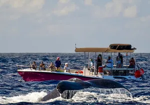 2 Hour Prime Time Maui Whale Watching