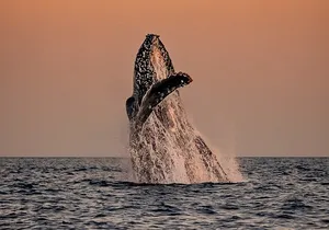 Sunset Whale Watching in Cabo San Lucas