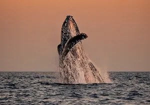 Sunset Whale Watching in Cabo San Lucas