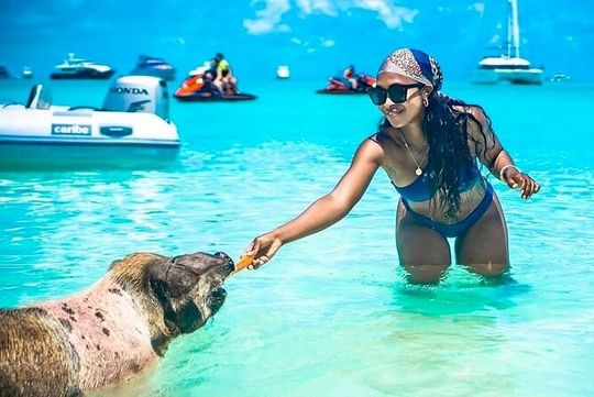 Rose Island Swimming Pigs & Beach Snorkeling Experience Nassau