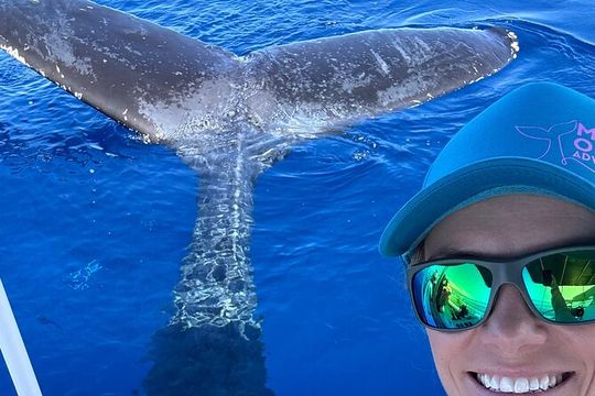 2 Hour Afternoon Lahaina Whale Watch