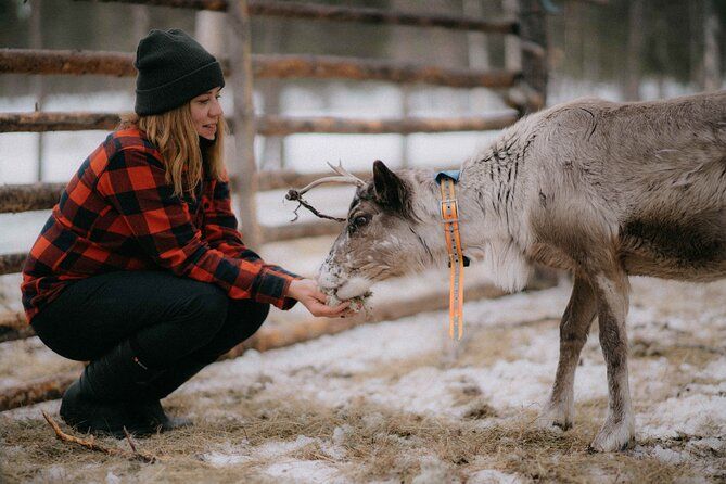 Reindeer Husbandry with Snowmobile Sleigh Ride and Cabin Lunch