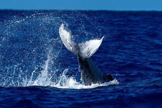 Oahu Whale Watch Tour & Waikiki Sunset Boat Tour