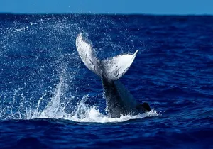 Oahu Whale Watch Tour & Waikiki Sunset Boat Tour