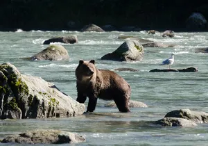 4 hours Chilkoot Lake Nature and Wildlife Viewing