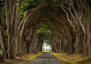 San Francisco Muir Woods, Point Reyes and Meadery Tour