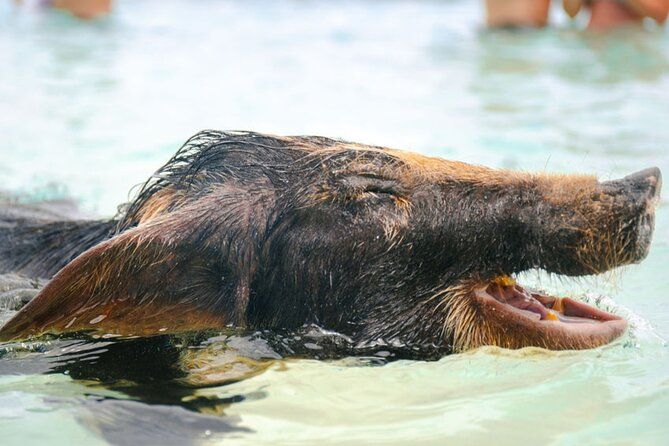 Rose Island Swimming Pigs & Beach Snorkeling Experience Nassau