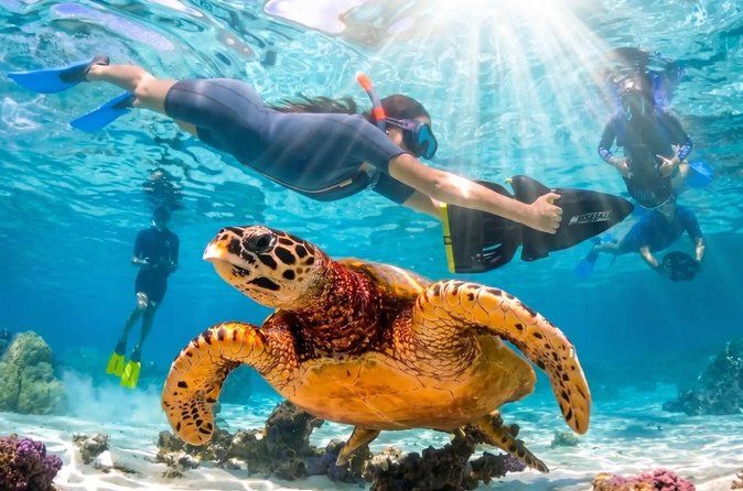 Private VIP Sea Scooter Jet Snorkeling : Turtles, Sharks & Rays