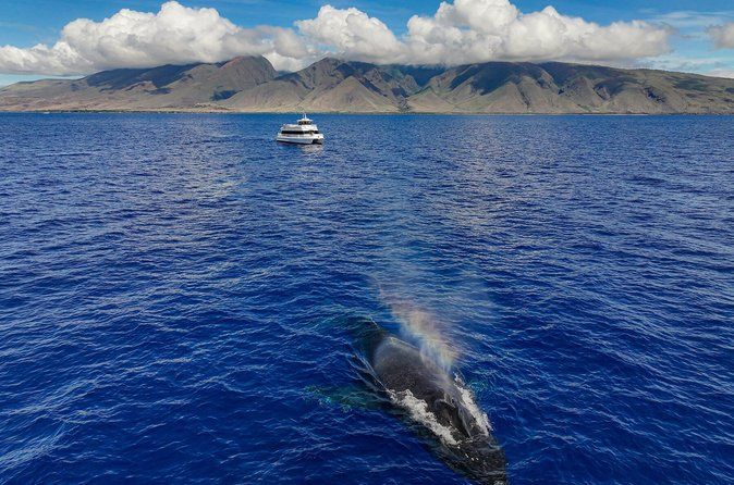 Exceptional Maui Whale Watch