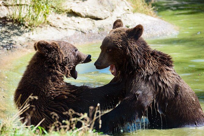 Private Tour Bear Sanctuary & Brasov One Day Trip