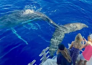 Exceptional Maui Whale Watch