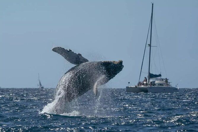 Whale Watching in Samaná Bay + Bacardi Island Beach- Full DayTrip