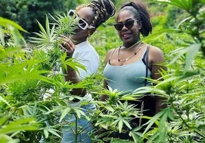 Jamaica Farm Private Dispensary Tour Montego Bay