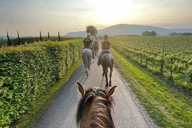Private Tour of the Vineyards in Verona with Wine Tasting