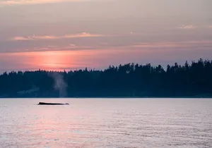Sunset on the Salish Sea Tour in Campbell River