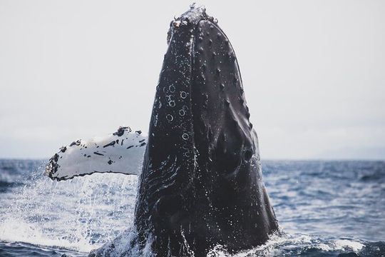 Gray Whale watching in Magdalena Bay From Los Cabos