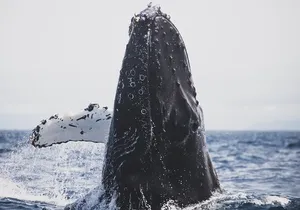 Gray Whale watching in Magdalena Bay From Los Cabos