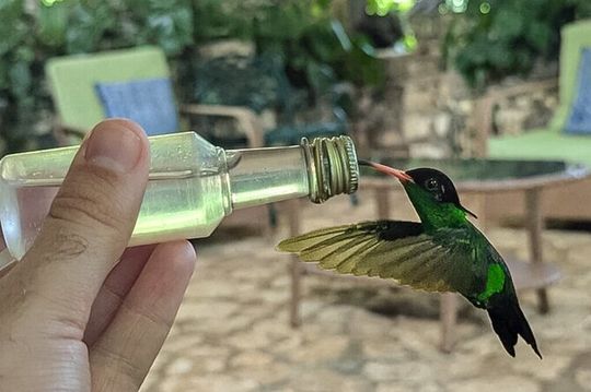 Montego Bay Bird Sancturary with Stunning Ocean Views