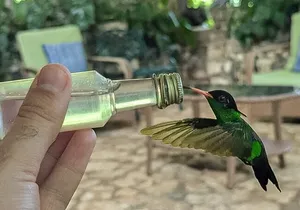 Montego Bay Bird Sancturary with Stunning Ocean Views