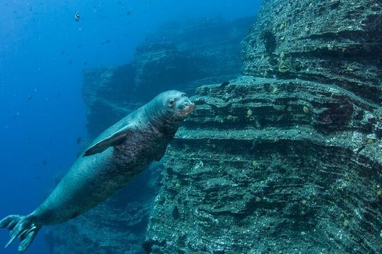 Private Niihau Scuba Charter with 2 or 3 Tank Dive Option