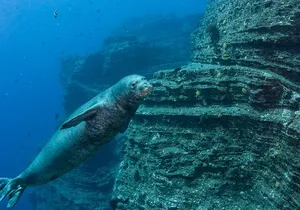 Private Niihau Scuba Charter with 2 or 3 Tank Dive Option