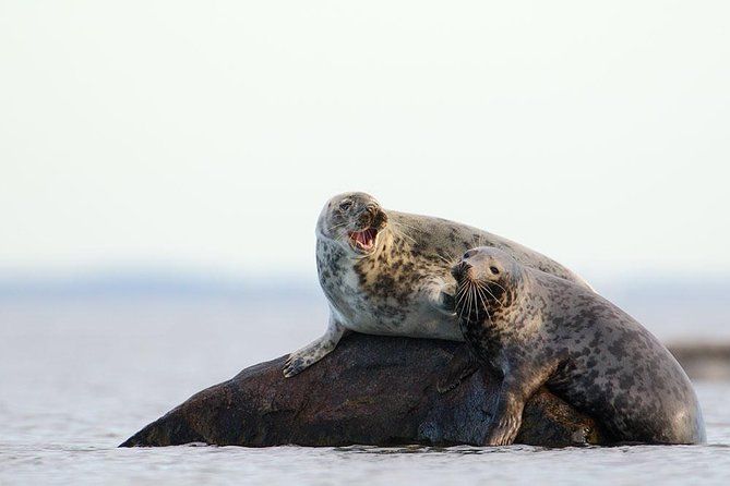 Seal-Watching Tour near Malusi Islands