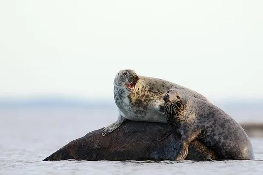 Seal-Watching Tour near Malusi Islands