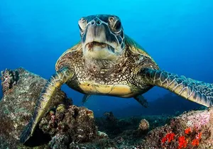 2 Tanks Scuba Dive Kaua'i from a Boat