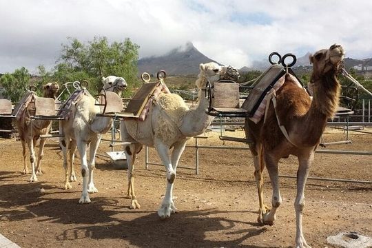 Skip the Line: Camel Park Tenerife Ticket