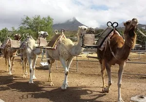 Skip the Line: Camel Park Tenerife Ticket