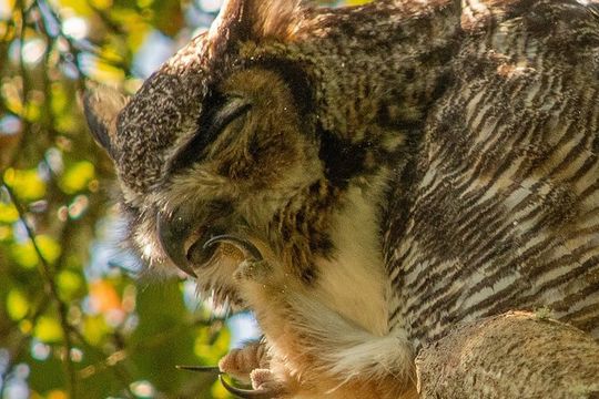 Golden Gate Park Twilight Wildlife Walking Tour
