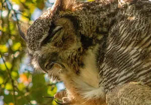 Golden Gate Park Twilight Wildlife Walking Tour